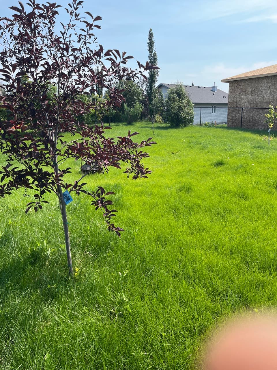 Lawn Before